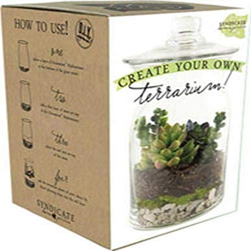 Kit de Terrario de Bricolaje para Ventas de Sindicatos