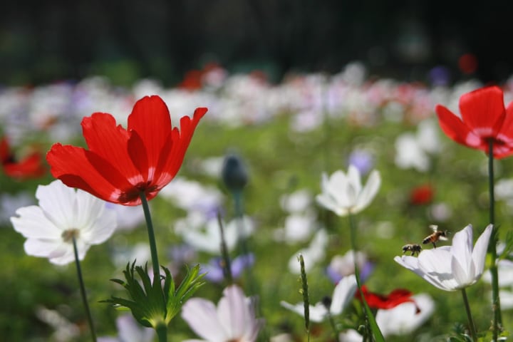 flores de campo de anémona