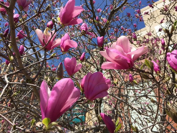 árbol de magnolia ann