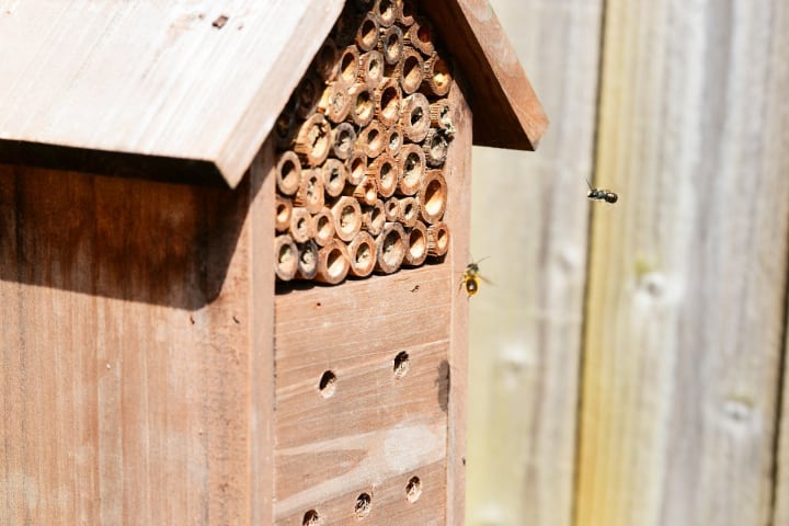 atrayendo abejas a tu casa de abejas