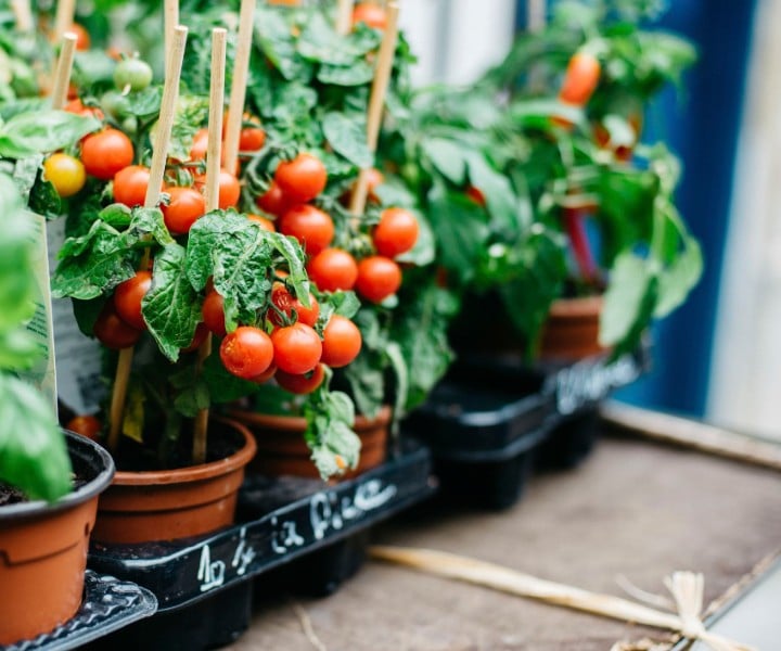 tomates de jardín de balcón