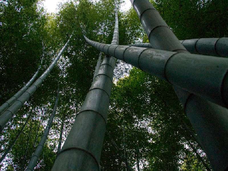 árboles de bambú