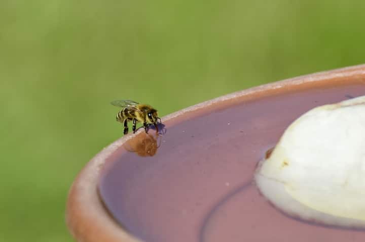 fuente de agua de jardín de abejas