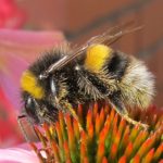 abeja en polen