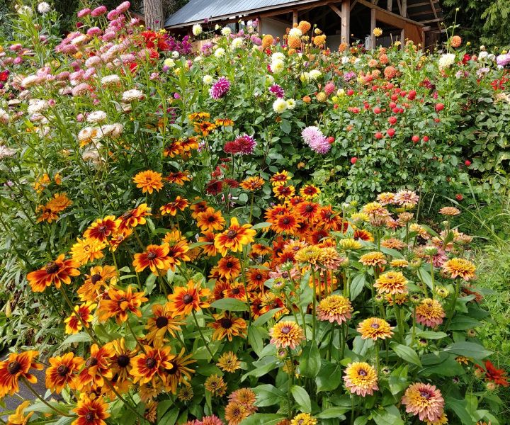 polinizadores de abejas en su jardín