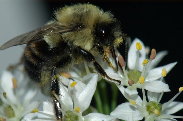 abeja descansando en la flor de cebollino por la noche