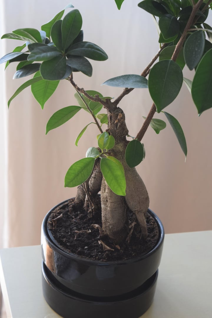 árbol de bonsai en maceta