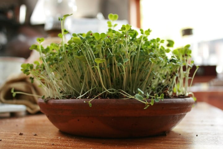 brocolli microgreens-horticultura de mercado