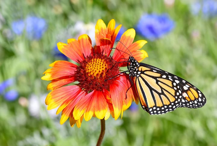 mariposa en una flor de manta en el jardín
