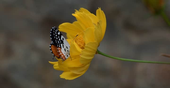 mariposa en una flor de caléndula amarilla
