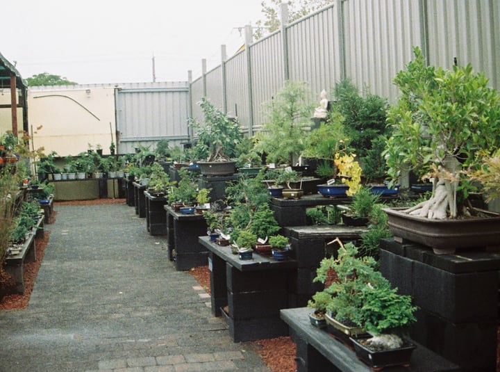 comprar plantas para jardín de terraza