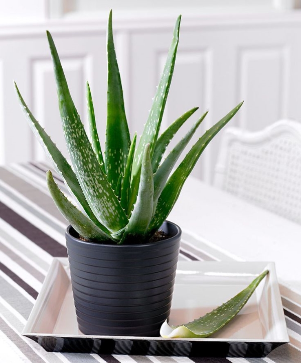 Se Puede Cultivar Aloe Vera En Interiores