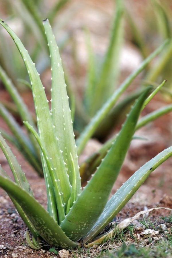 Puedes Cultivar Aloe Vera En El Exterior