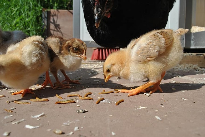 pollos que comen gusanos de la harina