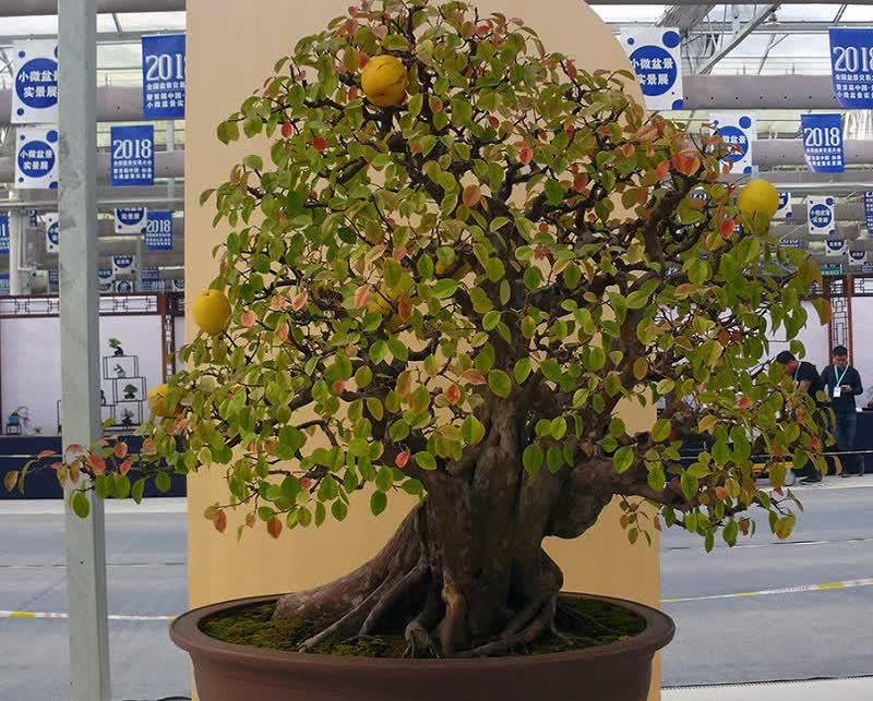 Árbol de bonsai de membrillo chino
