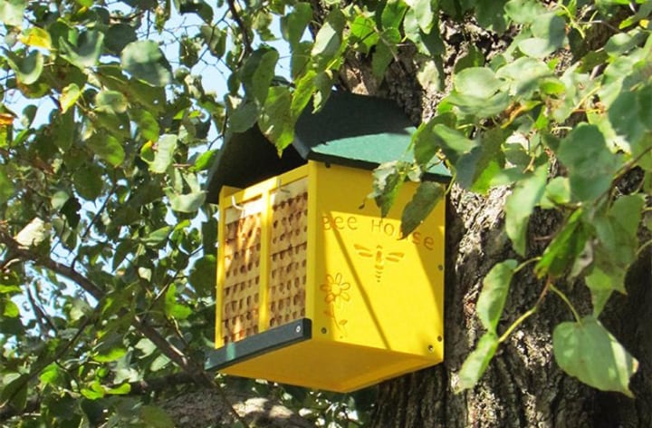 casa de abejas coloridas