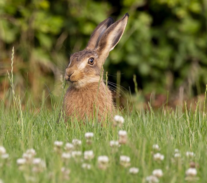 conejo lindo en la hierba