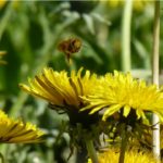 margaritas en el jardín con una abeja
