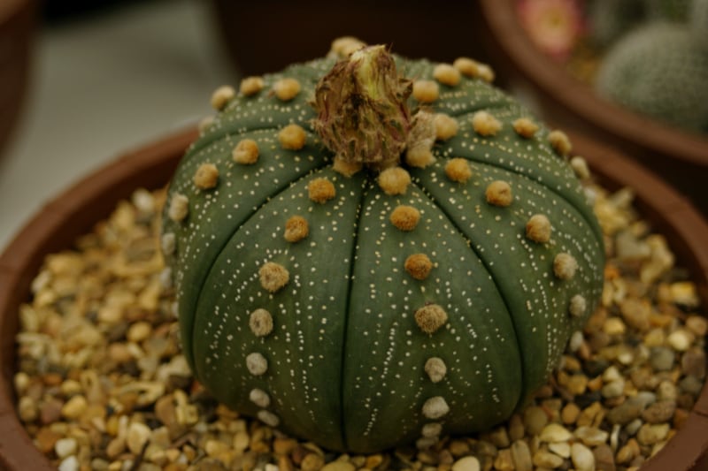 diferentes tipos de suculentas de interior cactus estrella