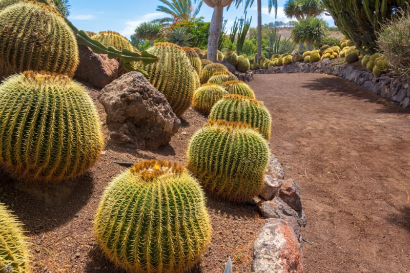 diferentes tipos de suculentas cactus de barril