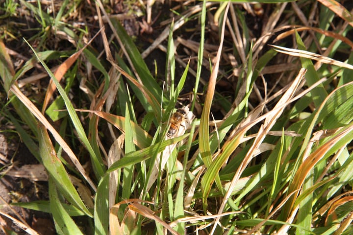 abeja abejón en la hierba