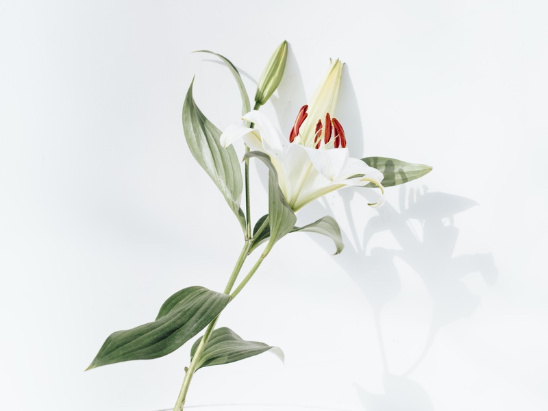flor de lirio de pascua