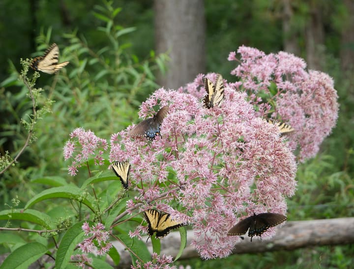 mariposas de cola de golondrina de tigre oriental en una hierba de Joe pye