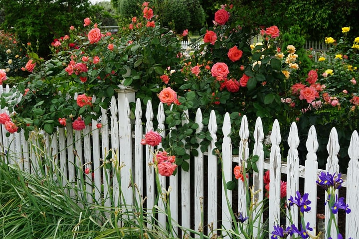 jardín de rosas cercado