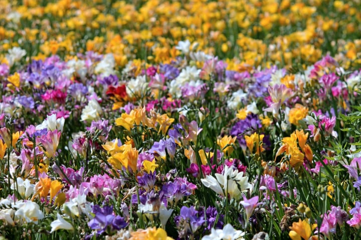 campo de flores de fresia
