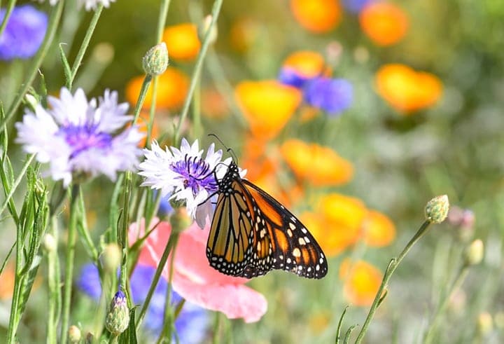 jardín lleno de flores con una mariposa