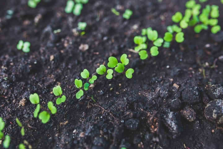 cultivo de rúcula en interiores