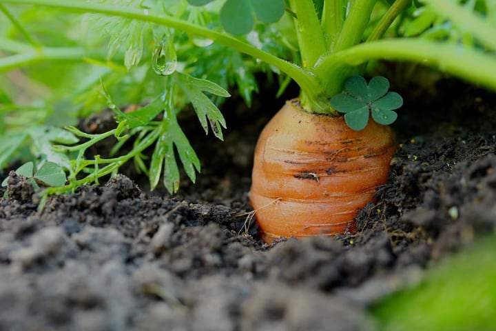cultivo de zanahorias en interiores
