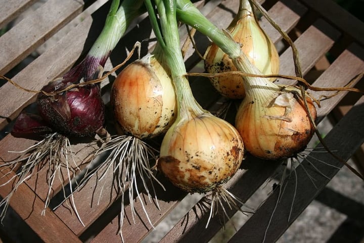 cultivo de cebollas verdes a partir de bulbos