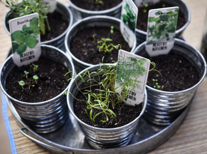 Cultivo de Hierbas y Verduras en Interiores