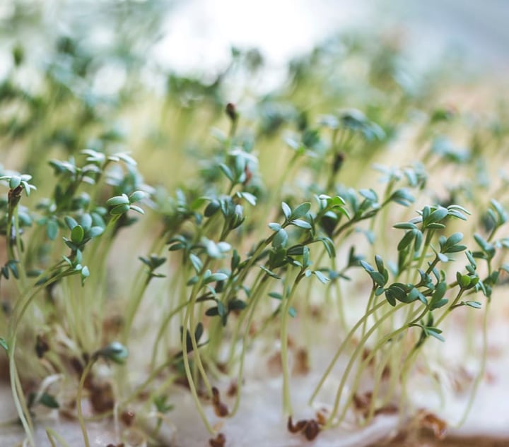 Cultivo de Microgreens En Interiores