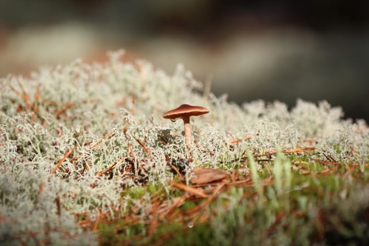 cultivo de hongos en interiores