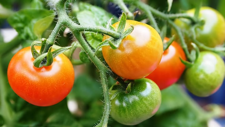 Cultivo de Tomates En Interiores