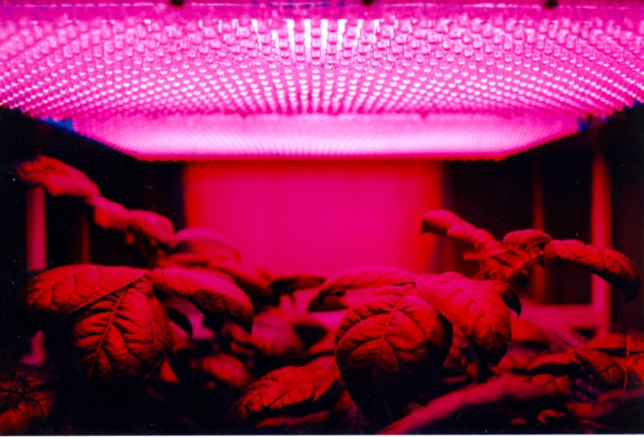 cultivo de hortalizas en interiores con luces