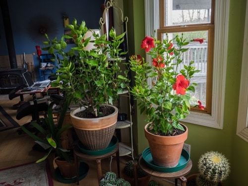 planta de hibisco en interiores