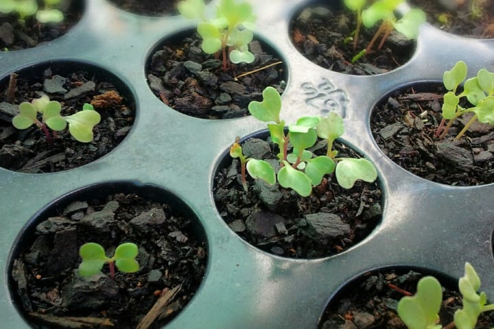 cosecha de brócoli microgreen