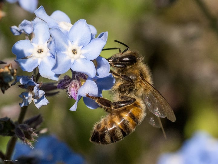 abeja de miel en el jardín
