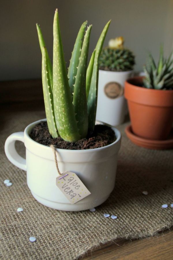 Plantas de Aloe Vera