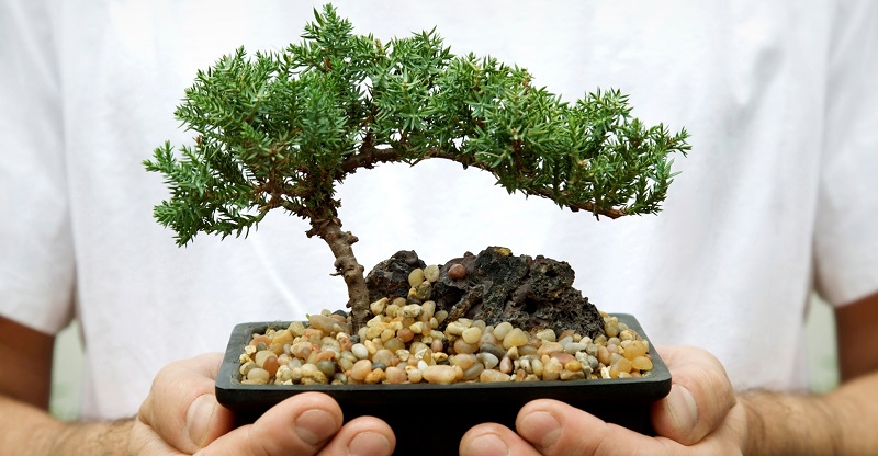 cómo cuidar un árbol bonsai