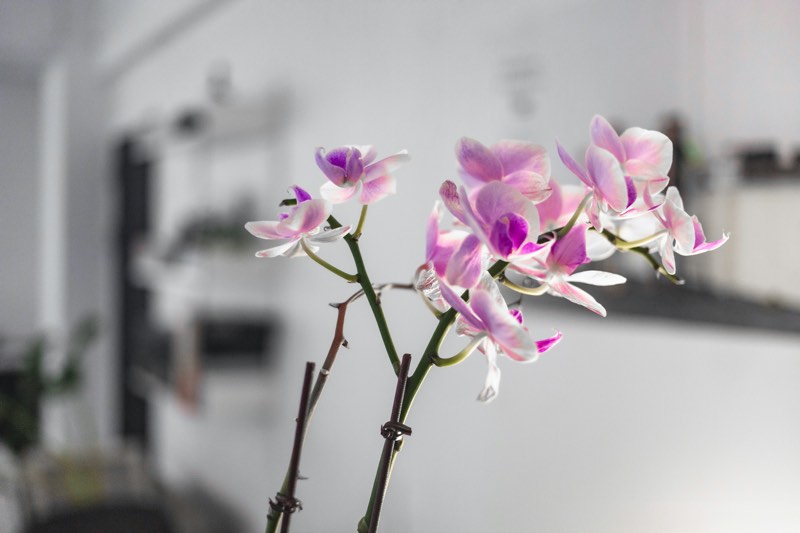 cómo regar las orquídeas