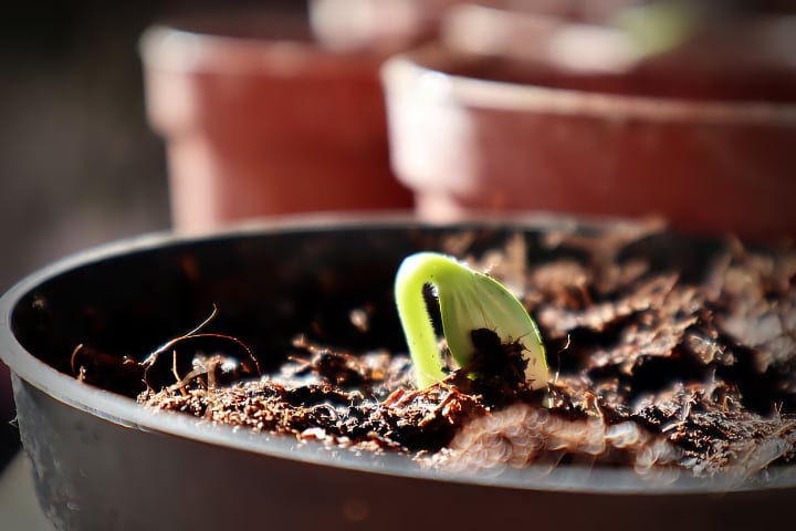 medio de suelo de cultivo interior