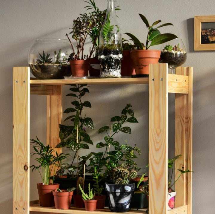 plantas de interior en soporte