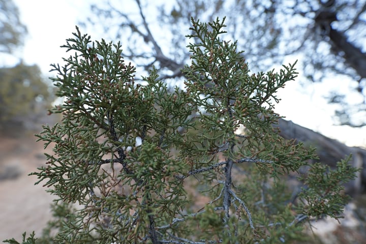 juniper escala hojas