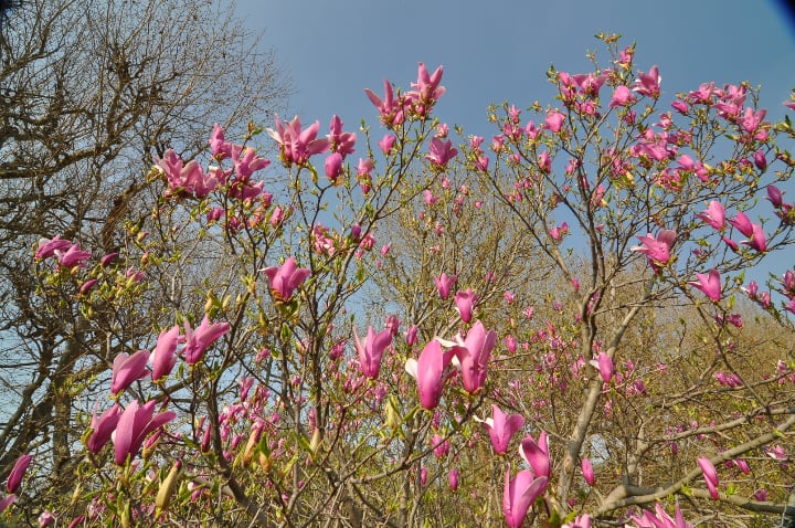 árbol de magnolia de lirio