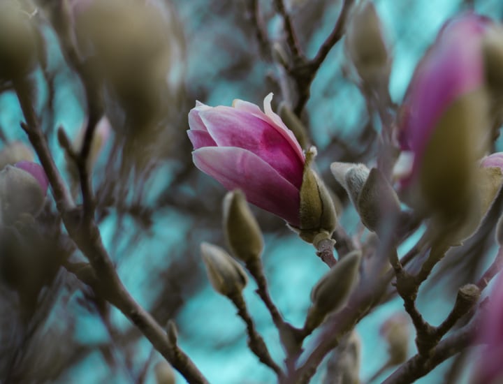 árbol de magnolia ann