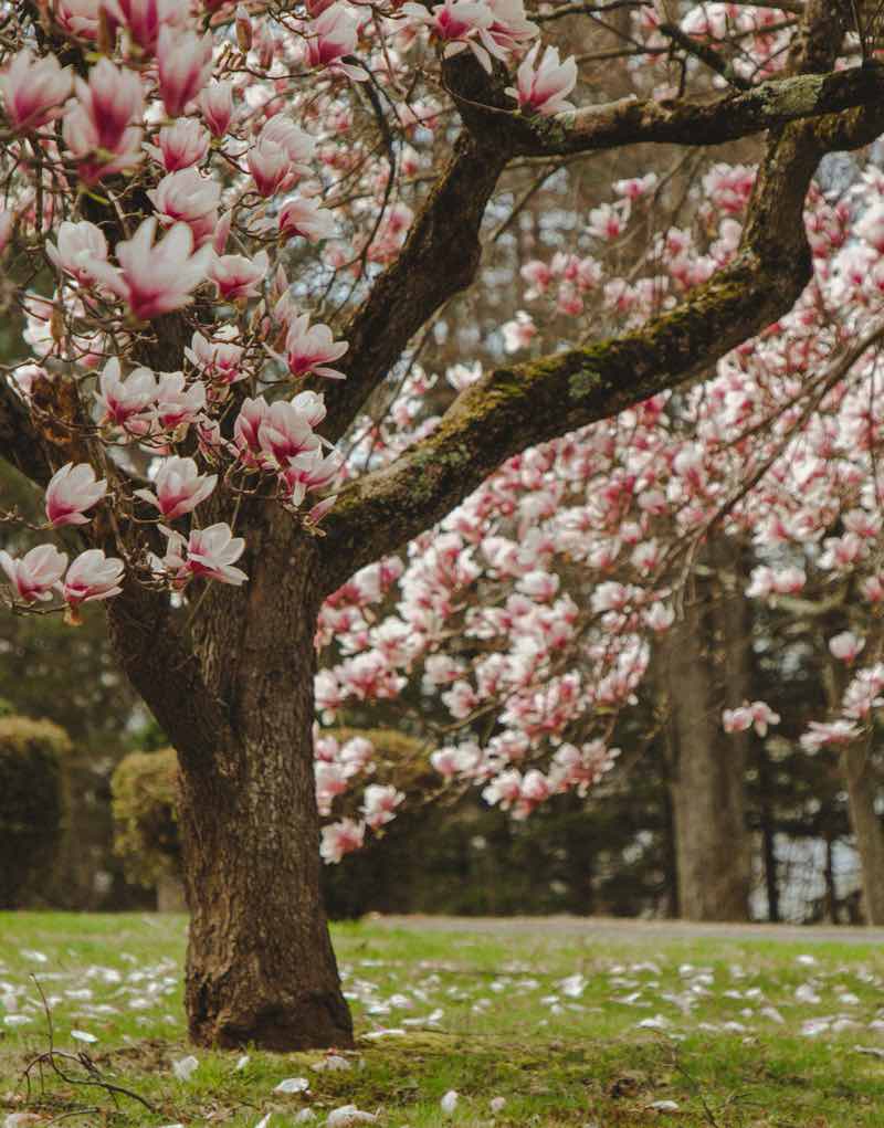 cuidado del árbol de magnolia